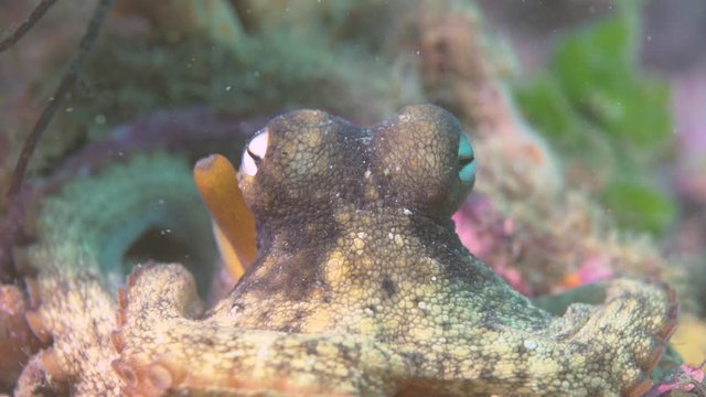 A close up high details clips of an octopus in its natural habbitat. WIth sand and rocky substrate bottom. Very colourful with high details of octopus eyes and gills