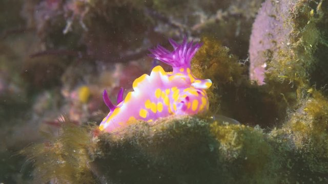 A close up frontal shot of a nudibranch with high details and colours. Can see gills and lungs with clear back ground on sponges