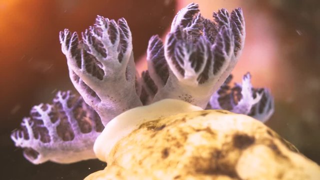 A close up  magnified shot of a nudibranch gills with clear back ground looking on the same level