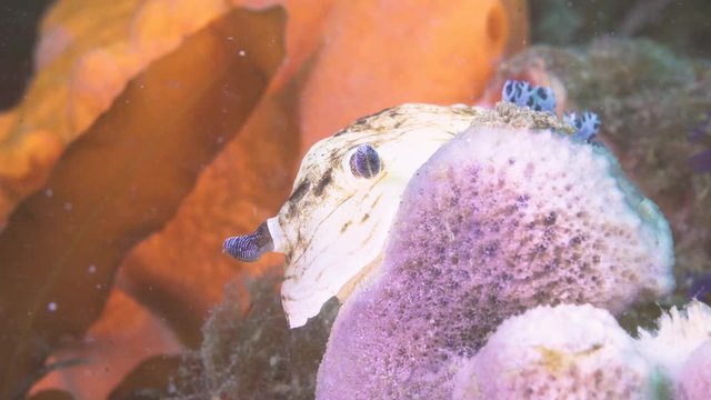 A close up frontal shot of a nudibranch with high details and colours. Can see gills and lungs with clear back ground on sponges