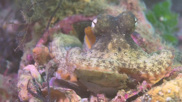 A close up high details clips of an octopus in its natural habbitat. WIth sand and rocky substrate bottom. Very colourful with high details of octopus eyes and gills