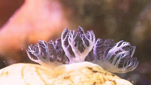 A close up magnified shot of nudibranch gills with high details