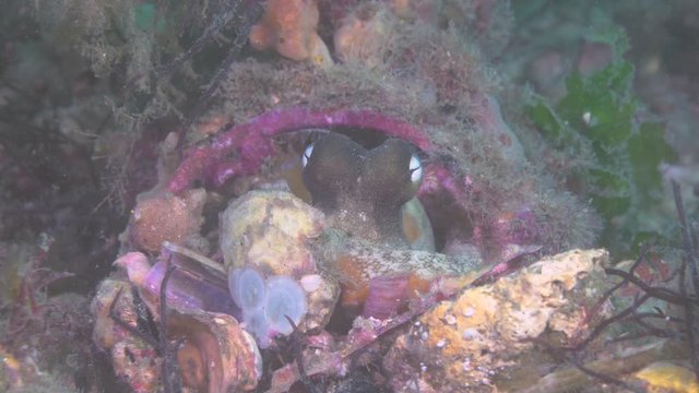 A close up high details clips of an octopus in its natural habbitat. WIth sand and rocky substrate bottom. Very colourful with high details of octopus eyes and gills