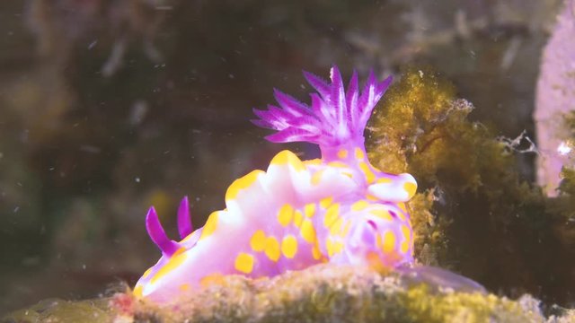 A close up frontal shot of a nudibranch with high details and colours. Can see gills and lungs with clear back ground on sponges