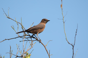 Brown Rock Chat photographed in Kutch, Gujarat