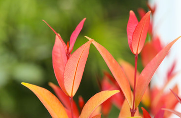 top view of Australian Rose Apple or Brush Cherry  leaves in red color and blur background.