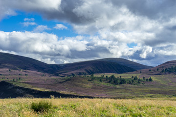 Fototapeta na wymiar Heather on the Cairngorm Mountain Range