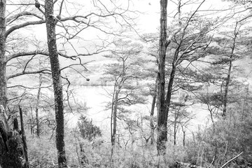 Bare Winter Trees with dusting of snow with frozen lake