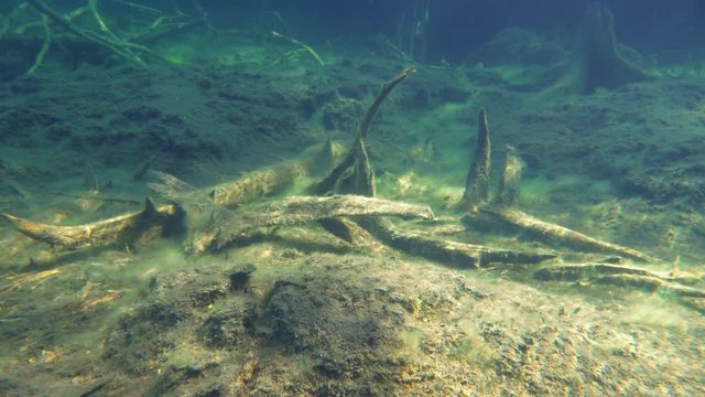 Snag trees on peat bottom of forest lake