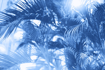 Fototapeta na wymiar Palms with colorful pop art effect. Vintage stylized photo with light leaks. Summer palm trees over monochrome color sky. Copy space. Trendy classic blue background.