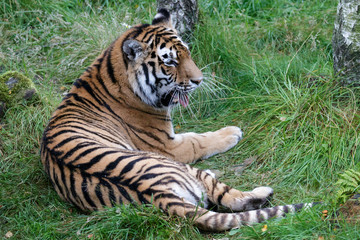 Siberian Tiger (Panthera tigris altaica) or Amur Tiger