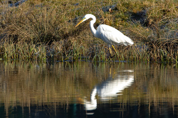 Silberreiher (Ardea alba)