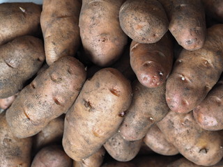 potato tubers on wooden rustic background