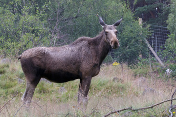 Naklejka na ściany i meble European Elk (Alces alces)