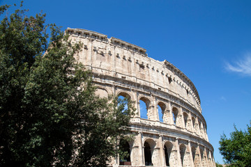 Fototapeta premium the colosseum in Rome against a blue sky with a tree in the foreground