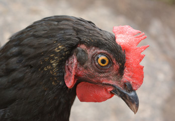 Head of a black chicken close-up, poultry