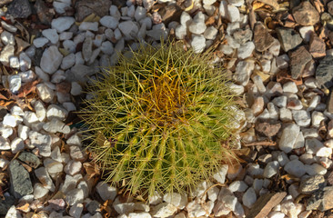 close-up of cactus in nature against the background of multi-colored pebbles
