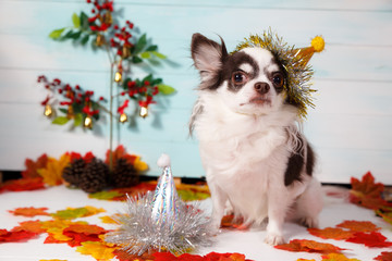 Fototapeta na wymiar Adorable chihuahua dog wearing a New Year conical hat with maple leaves on festive background concept. Happy New Year 2020, Merry Christmas, holidays and celebration.
