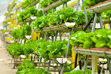 Urban farming technology
