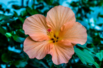 Hibiskus rosa-sinensis, Malvaceae © Light