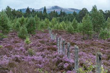 Scottish Heather in full bloom near Aviemore