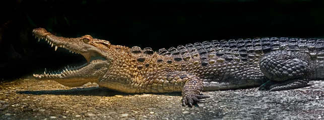 Fotobehang Filippijnse krokodil op de grond in zijn behuizing. Latijnse naam - Crocodylus mindorensis © Mikhail Blajenov