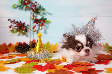 Adorable chihuahua dog wearing a New Year conical hat with maple leaves on festive background concept. Happy New Year 2020, Merry Christmas, holidays and celebration.