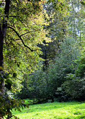 trees in the forest