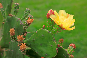 Obraz na płótnie Canvas Cactus plants in the nursery