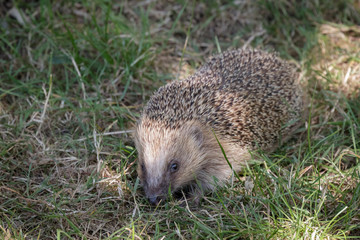 European Hedgehog (Erinaceus europaeus)