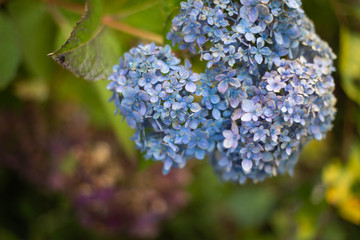 Obraz premium hydrangeas
