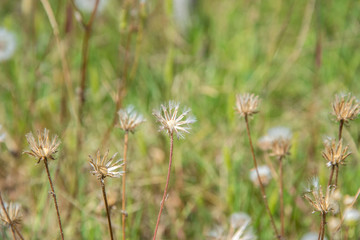 Tiny wild flowers in the field, natural background, drued grass in a meadow, summertime season