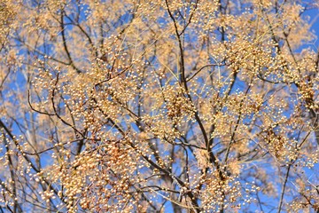Árbol del paraíso con sus ramas llenas de semillas, a finales de otoño 