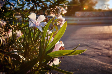 Blossoming oleander