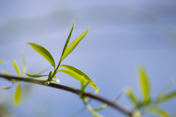 branch with leaves on background of blue sky