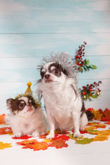 Fototapeta na wymiar Two adorable chihuahua dogs wearing a New Year conical hat with maple leaves on festive background concept. Happy New Year 2020, Merry Christmas, holidays and celebration.