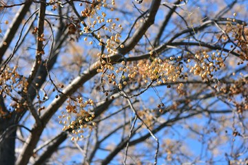 Árbol del paraíso con sus ramas llenas de semillas, a finales de otoño 