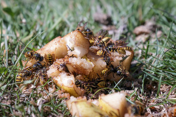 Wasps feeding on rotten fruit