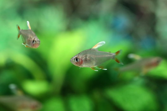 Fish Hyphessobrycon bentosi var. White Fin