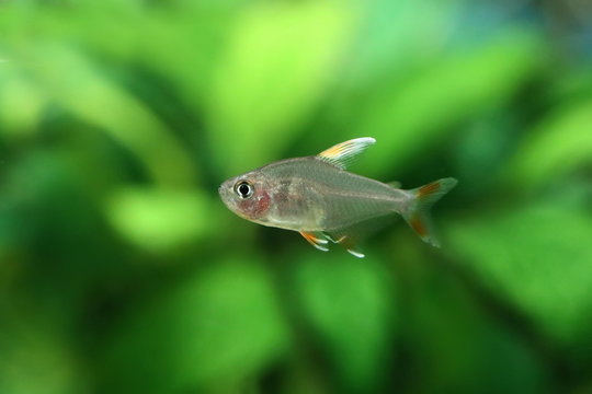 Aquarium fish Hyphessobrycon bentosi var. White Fin