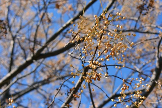 &Aacute;rbol del para&iacute;so con sus ramas llenas de semillas, a finales de oto&ntilde;o 