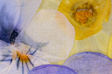 Pressed Flowers Abstract
