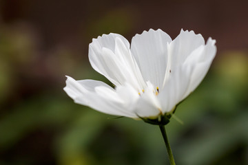 Cosmos Flower