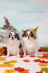 Two adorable chihuahua dogs wearing a New Year conical hat with maple leaves on festive background concept. Happy New Year 2020, Merry Christmas, holidays and celebration.