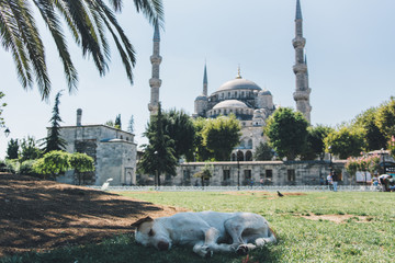 Dog by Hagia Sophia