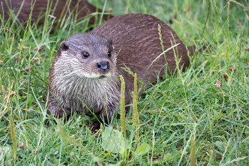 Eurasian Otter (Lutra lutra)