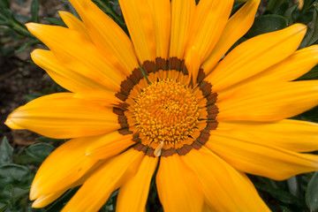Yellow Gazania