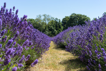 Fototapeta premium Field of Lavender