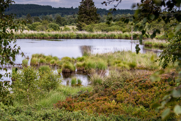 Moorlandschaft im Hohen Venn, Belgien