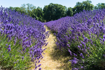Obraz na płótnie Canvas Field of Lavender